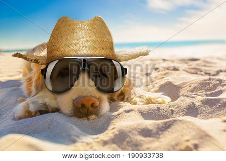 Dog Retired At The Beach