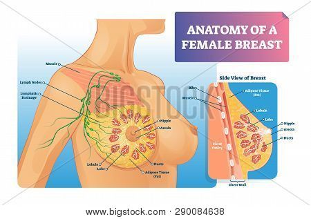 Breast Anatomy Vector Illustration. Labeled Medical Female Organ Structure. Infographic Diagram With