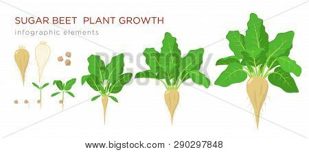 Sugar Beet Plant Growth Stages Infographic Elements. Growing Process Of Sugar Beet From Seeds, Sprou