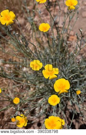 Cyme Inflorescences Of Yellow Bloom From California Poppy, Eschscholzia Californica, Papaveraceae, N