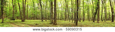 Panorama of a green summer forest 