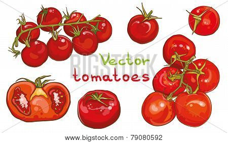 Vector Set. Illustration Of Cherry Tomatoes And Tomatoes.