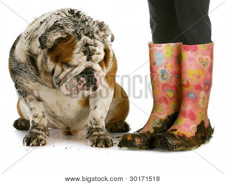 dirty dog and muddy boots - english bulldog sitting beside woman wearing rubber boots on white background