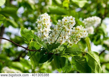 Blooming Branch Of Bird Cherry On A Background Of Green Leaves. Prunus Padus, Known As Bird Cherry, 