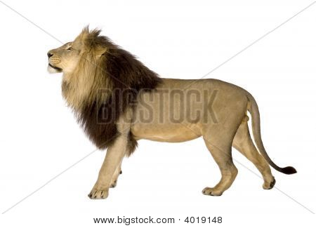 Lion, Side View In Front Of A White Background