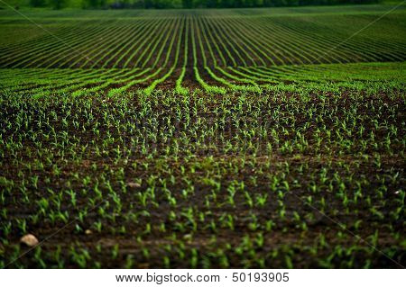 Corn Fields