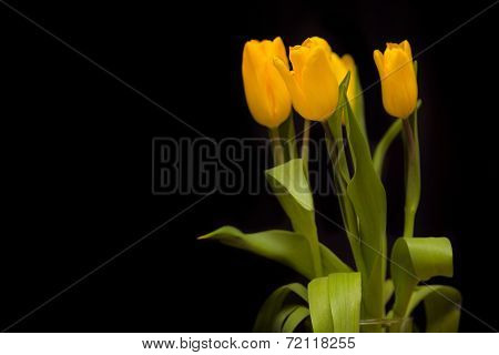 Yellow tulips on a dark background