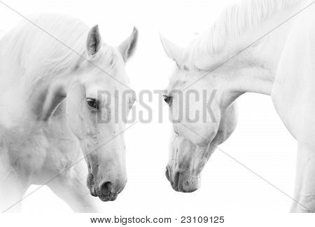 White Horses