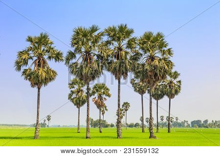 Rice Paddy And Sugar Palm Or Toddy Palm Trees On Paddy Dike, Nature View Of Rural Area In Thailand