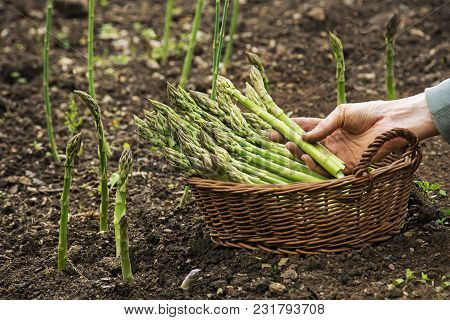 Asparagus. Fresh Asparagus. Green Asparagus. Picking Asparagus To The Basket.