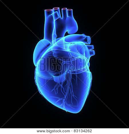 Human heart