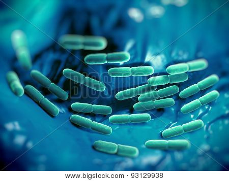 Lactobacillus bacteria