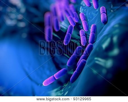 Lactobacillus bacteria