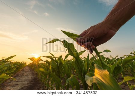 Farmer Is Examining Corn Crop Plants In Sunset. Close Up Of Hand Touching Maize Leaf In Field.