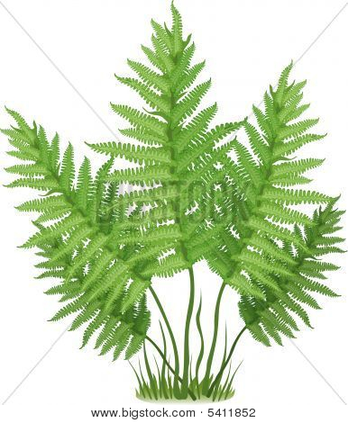 Fern