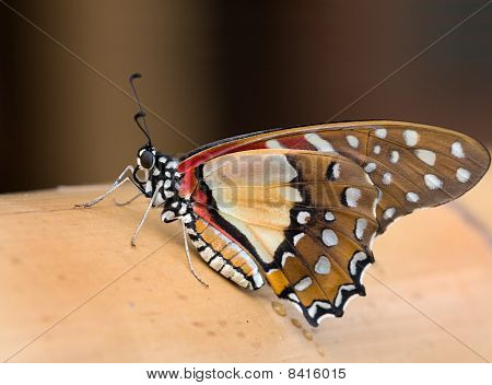 Graphium Angolanus