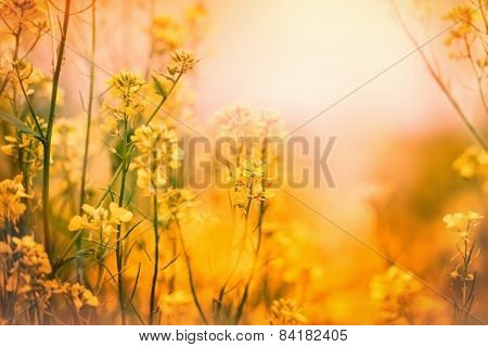 Soft focus on yellow meadow flowers