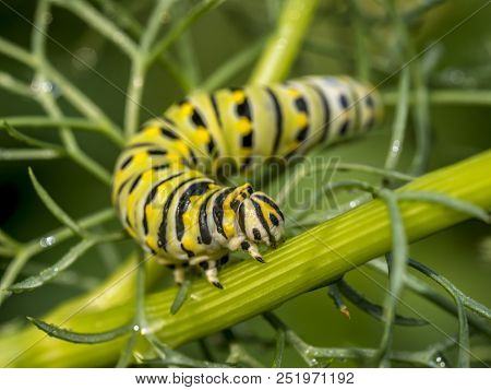 Caterpillars Are The Larval Form Of Members Of The Order Lepidoptera