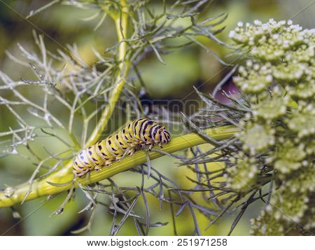 Caterpillars Are The Larval Form Of Members Of The Order Lepidoptera