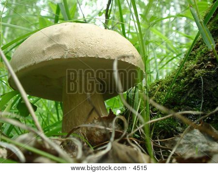 Mushroom