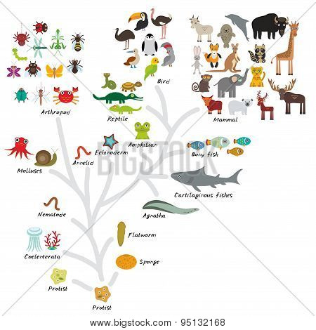 Evolution In Biology, Scheme Evolution Of Animals Isolated On White Background. Children's Educa