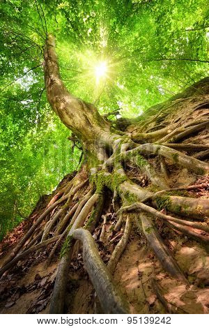 Forest Scenery In Beautiful Sunshine