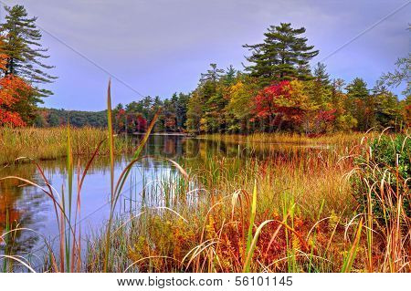 Autumn Wetlands