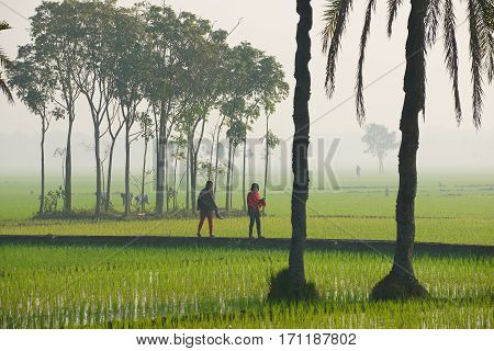 DHAKA, BANGLADESH - FEBRUARY 19, 2014: Unidentified young Bangladeshi women walk by the rice field in misty morning in Dhaka, Bangladesh.