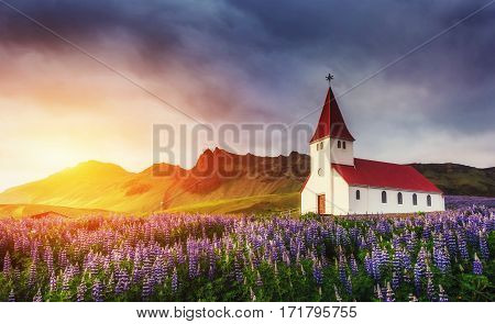 Lutheran church in Vik. The picturesque landscapes of forests and mountains. Wild blue lupine blooming in summer. Orange sunset in Iceland.