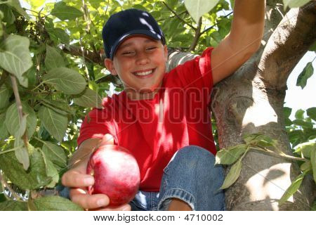 Apple Picking