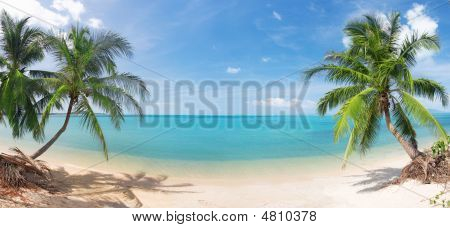 Panoramisch tropisch strand met Coconut Palm