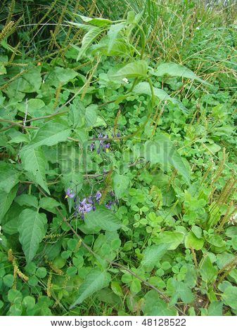 Pretinha Solanum Dulcamara