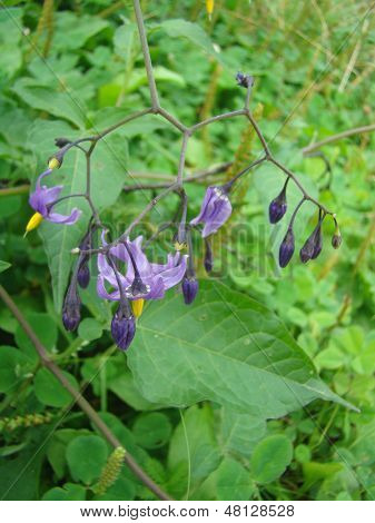 Pretinha Solanum Dulcamara