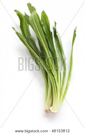 sawtooth coriander, pak chi farang, culantro, mexican coriander