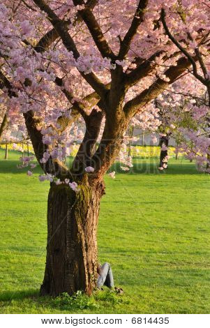 公園に桜の木