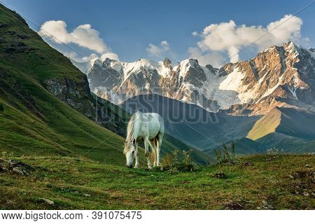 View Of The Highest Caucasus Mountains, White Horse Grazes In Mountain Meadows, White Horse, Panoram