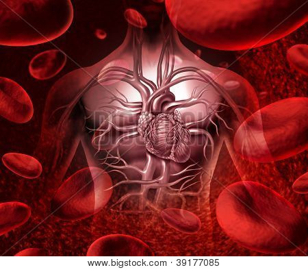 Blutkreislauf und Kreislauf