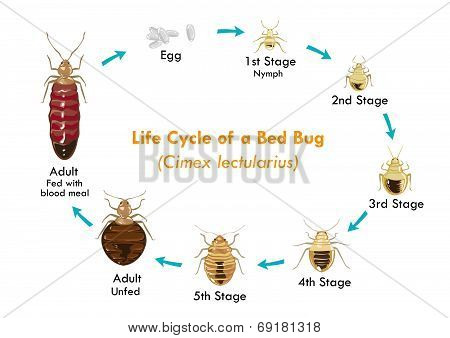 Life Cycle of the Bed Bug vector eps10