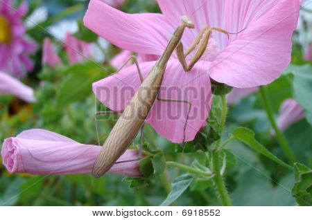 Insect.Mantis religiosa