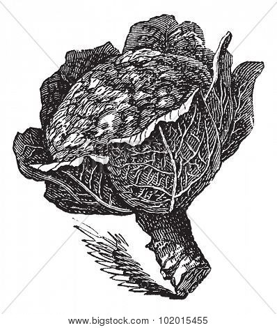 Engraving of an isolated broccoli on white (Brassica oleracea)