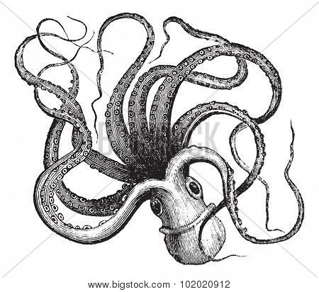 Common octopus (Octopus vulgaris) isolated on white, vintage engraved illustration.Trousset encyclopedia (1886 - 1891).