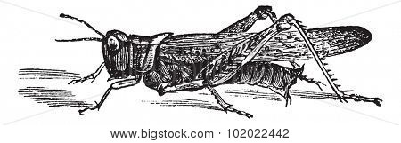 Rocky Mountain Locust or Melanoplus spretus, vintage engraving. Old engraved illustration of Rocky Mountain Locust. Trousset encyclopedia (1886 - 1891).