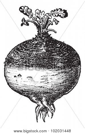 Rutabaga or Swede (Swedish turnip) or turnip or yellow turnip (Brassica napobrassica), vintage engraved illustration. Dictionary of words and things - Larive and Fleury - 1895.