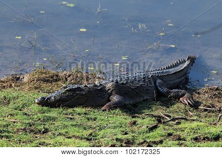 Mugger Crocodile