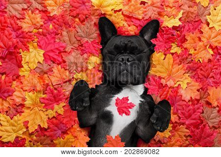 Autmn Fall Leaves Dog