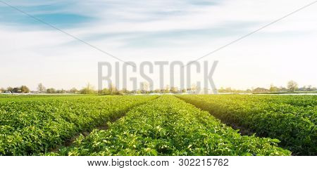 Potato Plantation Grow In The Field. Vegetable Rows. Farming, Agriculture. Landscape With Agricultur