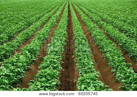 Rows Of Vibrant Green Crop Plants