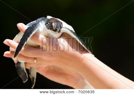 Baby Sea Turtle