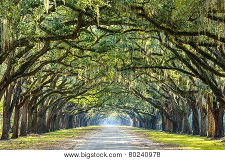 Savannah, Georgia, USA oak tree lined road at historic Wormsloe Plantation.