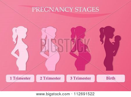 Pregnant Woman - First, Second And Third Trimester